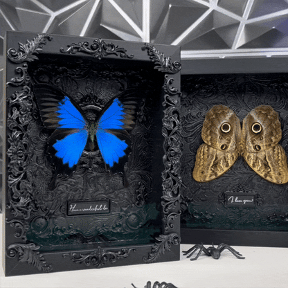 GothFrame - Real Butterfly 3d Frame